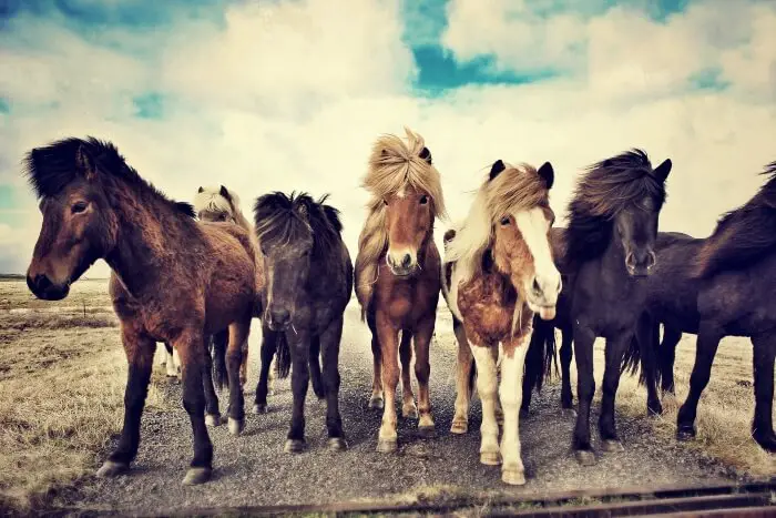 סוסים באיסלנד