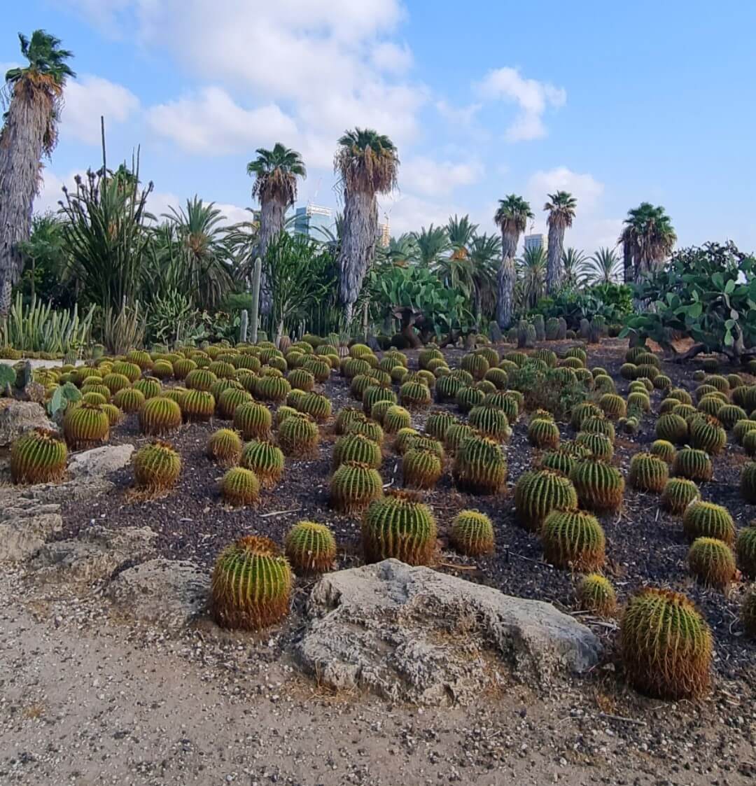 לטייל בגן הקקטוסים